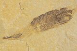 Shale With Six Fossil Fish (Knightia) - Wyoming #320382-3